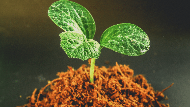 Bob Ross Plantagle Seed Tag