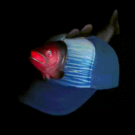 Light Up Salmon Hat - 0